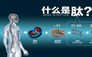 大学实践报告关于肽的报告6篇
