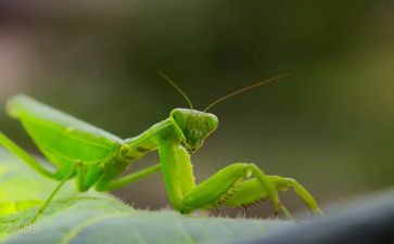 螳螂读后感7篇