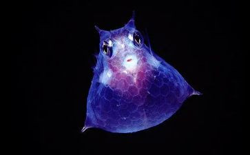 必修2生物教案5篇