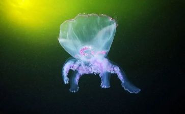初一生物调查报告6篇