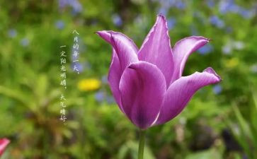 八月份的工作总结8篇