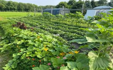 种蔬菜的调查报告7篇
