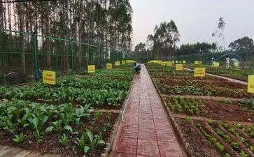 卖蔬菜调研报告6篇