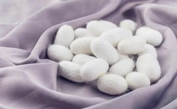蚕的市场调查报告精选7篇
