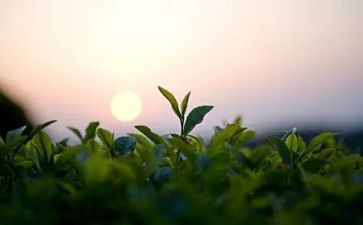 奶茶文化的心得体会5篇