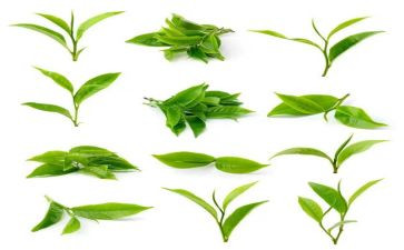 茶演讲稿范文推荐8篇