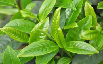 大班茶主题活动总结7篇
