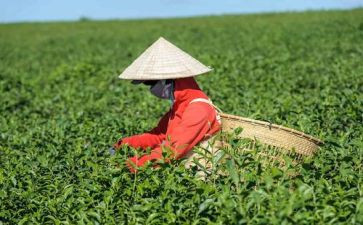 茶与我的生活心得体会8篇
