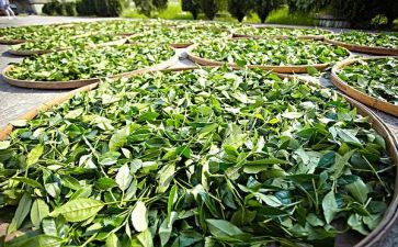 茶培训总结推荐6篇