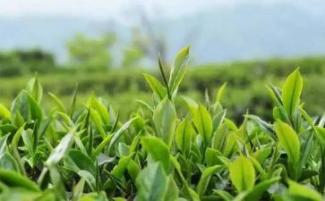 黑茶的调查报告范文8篇