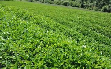 茶演讲稿范文模板7篇