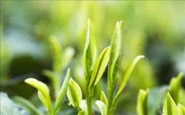 关于茶的读后感6篇