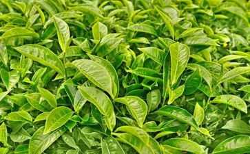 关于茶的工作总结5篇