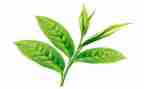 茶艺培训课心得体会5篇