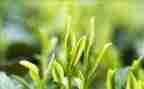 黑茶的调查报告范文推荐8篇