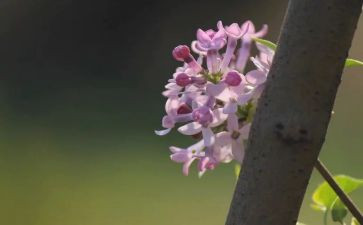 丁香丁香结教案推荐6篇
