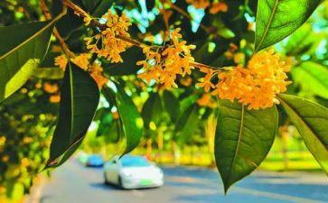 关于桂花园的作文5篇