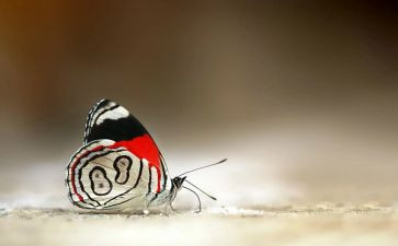 扑蝴蝶教学反思8篇