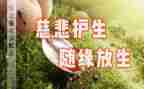 保护生态的作文8篇