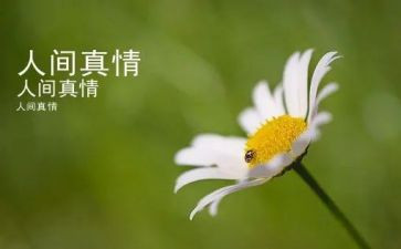 寻人间真情作文500字7篇