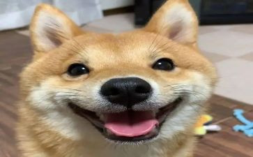开心的他500字作文通用5篇