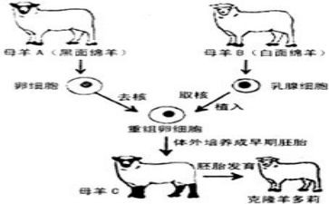 克隆的作文300字作文5篇