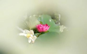采莲蓬作文6篇