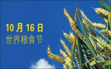 粮食节活动总结优质8篇