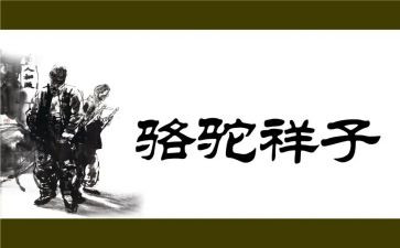 骆驼祥子卖骆驼心得体会6篇