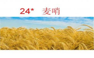 麦哨的教案8篇