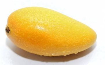 芒果树教案6篇