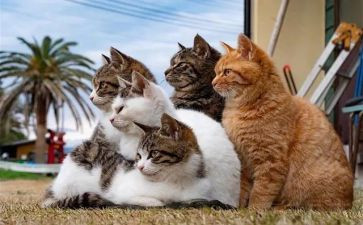 《猫》的读后感400字优质8篇