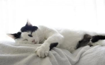 猫和读后感200字模板6篇