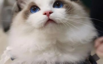 关于猫的读后感400字通用5篇