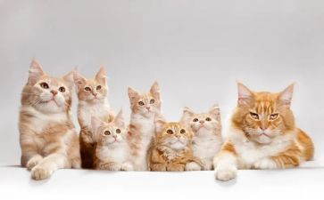 活了1百万次的猫读后感7篇