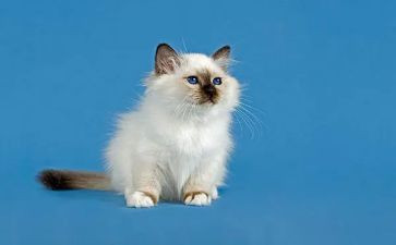 小猫过生日教案6篇