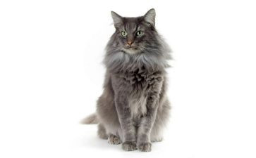 《塔顶上的猫》的读后感6篇