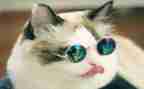 《朝花夕拾》狗,猫,鼠的心得体会最新7篇