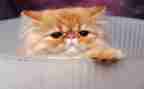 写我的小猫的作文300字参考7篇