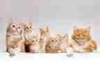 初一《猫》的读后感600字模板8篇