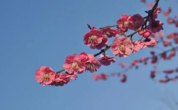 张桂梅事迹材料推荐7篇