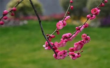 《梅花》的读后感最新6篇