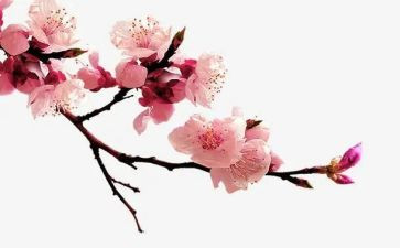 梅花魂的读后感600字8篇