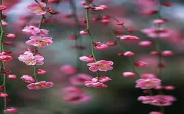 《梅花》的读后感6篇