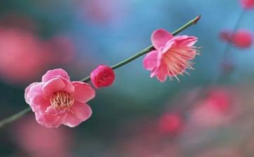 梅花情作文参考5篇