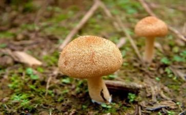 小班撕蘑菇教案推荐8篇