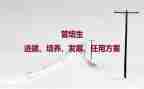 幼儿园常规培养工作计划6篇
