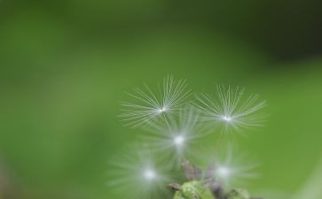 关于蒲公英的作文8篇