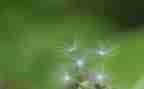 关于蒲公英的作文8篇