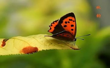 秋思教学反思6篇